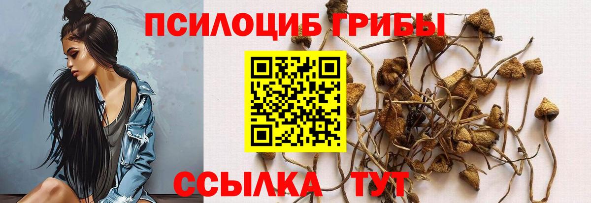 Псилоцибиновые грибы прущие грибы  Галлюциногенные грибы Cubensis  Будённовск  Вход с VPN 